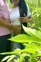 Ngentod di kebun