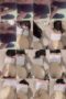 Vidio bokeb stw pelakor pwetiebiy nungging Vidio bokeb stw pelakor pwetiebiy nungging