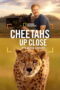 Cheetahs Up Close with Bertie Gregory (2026) Cheetahs Up Close with Bertie Gregory (2026)