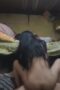 Bokep tante binor stw sange ngentot sama suami Bokep tante binor stw sange ngentot sama suami